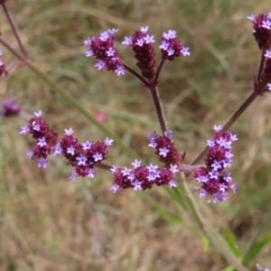 Verbena incompta at Paddys River, ACT - 10 Dec 2022