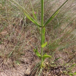 Verbena incompta at Paddys River, ACT - 10 Dec 2022