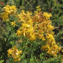 Hypericum perforatum (St John's Wort) at Paddys River, ACT - 10 Dec 2022 by MatthewFrawley