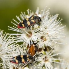 Castiarina punctatosulcata (A jewel beetle) at Penrose - 9 Dec 2022 by Aussiegall