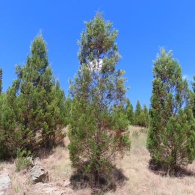 Callitris endlicheri (Black Cypress Pine) at Pine Island to Point Hut - 10 Dec 2022 by MatthewFrawley