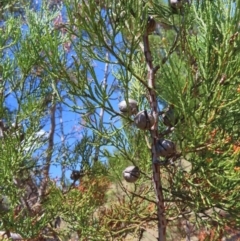 Callitris endlicheri at Paddys River, ACT - 10 Dec 2022 02:54 PM