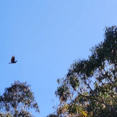 Callocephalon fimbriatum (Gang-gang Cockatoo) at Walang, NSW - 10 Dec 2022 by NathanaelC