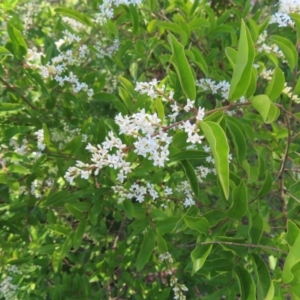 Ligustrum lucidum at Paddys River, ACT - 10 Dec 2022