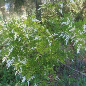 Ligustrum lucidum at Paddys River, ACT - 10 Dec 2022