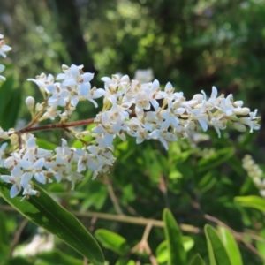 Ligustrum lucidum at Paddys River, ACT - 10 Dec 2022