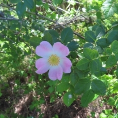 Rosa sp. (A Wild Rose) at Pine Island to Point Hut - 10 Dec 2022 by MatthewFrawley