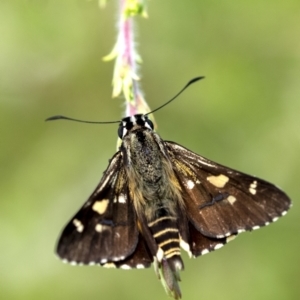 Hesperilla ornata at Penrose, NSW - suppressed