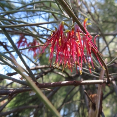 Amyema cambagei (Sheoak Mistletoe) at Paddys River, ACT - 10 Dec 2022 by MatthewFrawley