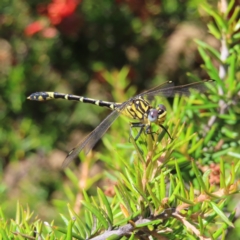 Austrogomphus cornutus (Unicorn Hunter) at Pine Island to Point Hut - 10 Dec 2022 by MatthewFrawley