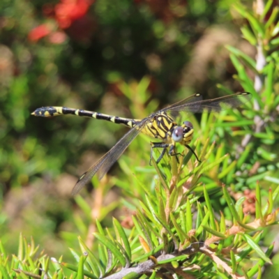 Austrogomphus cornutus (Unicorn Hunter) at Paddys River, ACT - 10 Dec 2022 by MatthewFrawley