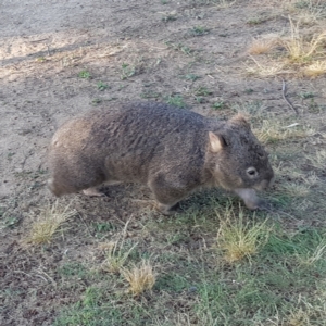 Vombatus ursinus at Greenway, ACT - 10 Dec 2022 07:04 PM