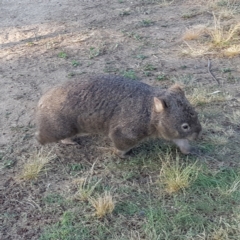 Vombatus ursinus (Common wombat, Bare-nosed Wombat) at Pine Island to Point Hut - 10 Dec 2022 by MatthewFrawley