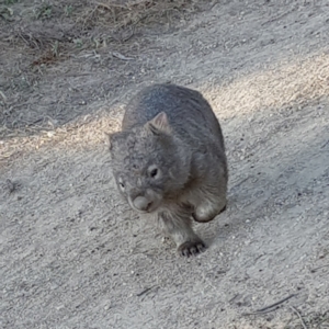 Vombatus ursinus at Greenway, ACT - 10 Dec 2022 07:04 PM