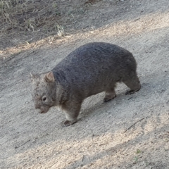 Vombatus ursinus at Greenway, ACT - 10 Dec 2022 07:04 PM