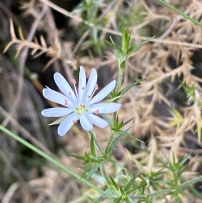 Stellaria pungens (Prickly Starwort) at Jerrabomberra, NSW - 10 Dec 2022 by SteveBorkowskis