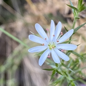 Stellaria pungens at Jerrabomberra, NSW - 10 Dec 2022 07:48 PM