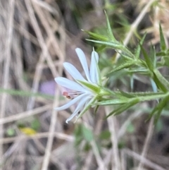 Stellaria pungens at Jerrabomberra, NSW - 10 Dec 2022 07:48 PM