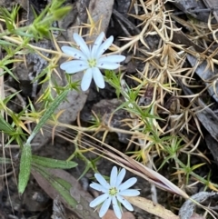 Stellaria pungens at Jerrabomberra, NSW - 10 Dec 2022 07:48 PM