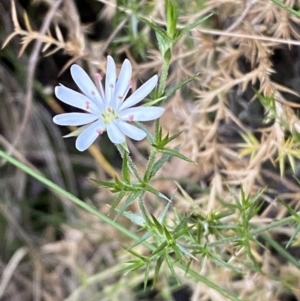 Stellaria pungens at Jerrabomberra, NSW - 10 Dec 2022