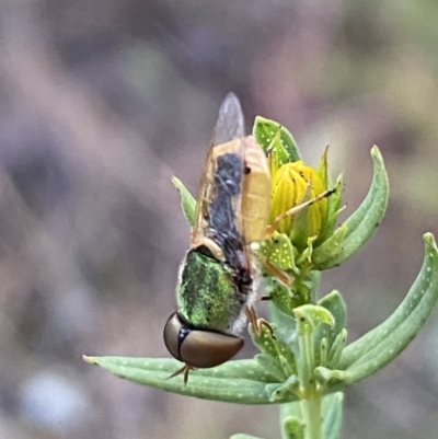 Odontomyia decipiens (Green Soldier Fly) at Jerrabomberra, NSW - 10 Dec 2022 by SteveBorkowskis