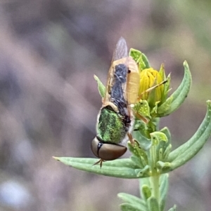 Odontomyia decipiens at Jerrabomberra, NSW - 10 Dec 2022