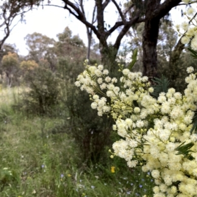 Acacia mearnsii (Black Wattle) at QPRC LGA - 10 Dec 2022 by Wandiyali