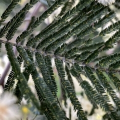 Acacia mearnsii at Googong, NSW - 11 Dec 2022