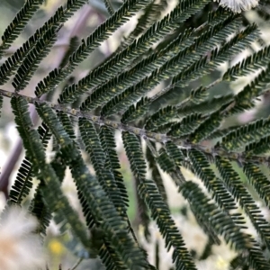 Acacia mearnsii at Googong, NSW - 11 Dec 2022