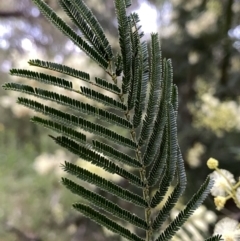 Acacia mearnsii at Googong, NSW - 11 Dec 2022