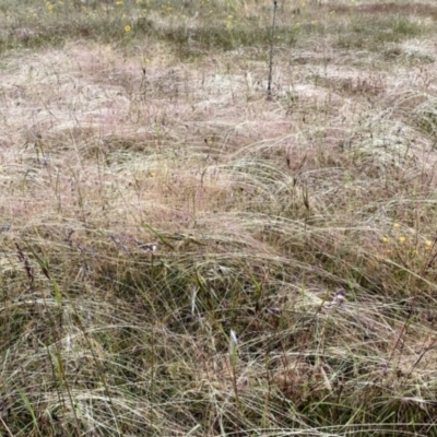 Tripogonella loliiformis (Five Minute Grass, Rye Beetle-Grass) at Googong, NSW - 10 Dec 2022 by Wandiyali