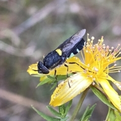 Odontomyia hunteri (Soldier fly) at QPRC LGA - 10 Dec 2022 by Wandiyali