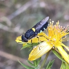 Odontomyia hunteri (Soldier fly) at Googong, NSW - 10 Dec 2022 by Wandiyali