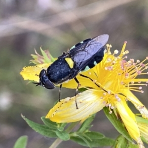 Odontomyia hunteri at Googong, NSW - suppressed