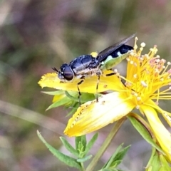 Odontomyia hunteri at Googong, NSW - suppressed