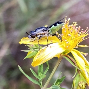 Odontomyia hunteri at Googong, NSW - suppressed