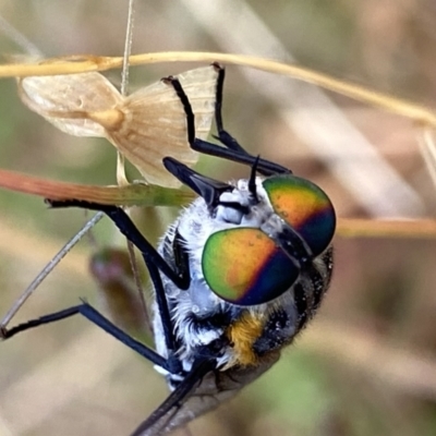 Scaptia (Scaptia) auriflua (A flower-feeding march fly) at Googong, NSW - 10 Dec 2022 by Wandiyali