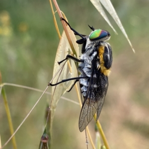 Scaptia (Scaptia) auriflua at Googong, NSW - suppressed