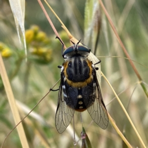 Scaptia (Scaptia) auriflua at Googong, NSW - 11 Dec 2022