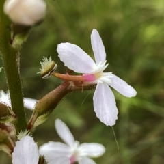 Stylidium graminifolium (Grass Triggerplant) at Wandiyali-Environa Conservation Area - 10 Dec 2022 by Wandiyali