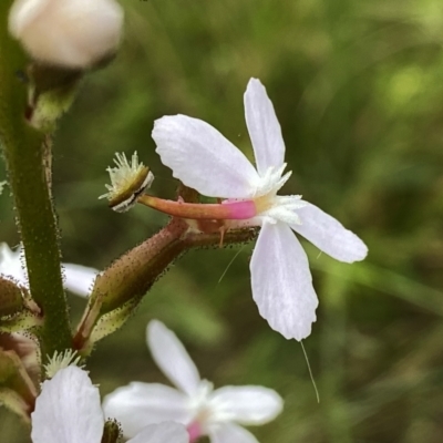 Stylidium graminifolium (Grass Triggerplant) at Googong, NSW - 10 Dec 2022 by Wandiyali