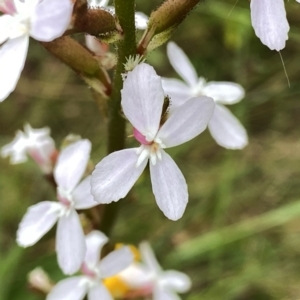 Stylidium graminifolium at Googong, NSW - suppressed