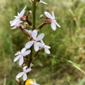 Stylidium graminifolium at Googong, NSW - suppressed