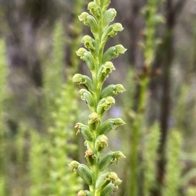 Microtis sp. (Onion Orchid) at Googong, NSW - 10 Dec 2022 by Wandiyali