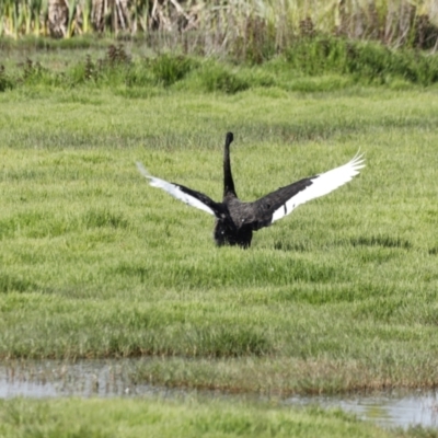 Cygnus atratus (Black Swan) at Fyshwick, ACT - 10 Dec 2022 by JimL