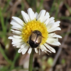 Liparetrus sp. (genus) (Chafer beetle) at Lake George, NSW - 16 Oct 2022 by AndyRoo