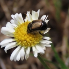 Liparetrus sp. (genus) at Lake George, NSW - 16 Oct 2022