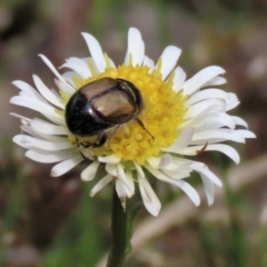 Liparetrus sp. (genus) at Lake George, NSW - 16 Oct 2022