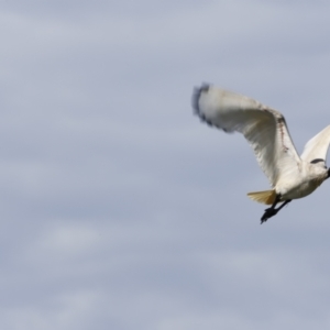 Threskiornis molucca at Fyshwick, ACT - 11 Dec 2022