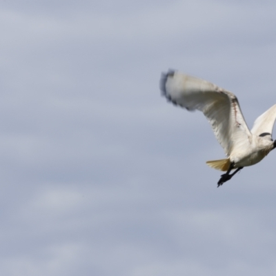 Threskiornis molucca (Australian White Ibis) at Fyshwick, ACT - 10 Dec 2022 by JimL